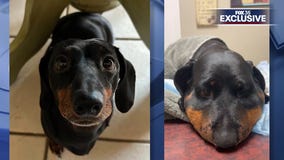 'Traumatized': Rattlesnake kills woman's dogs