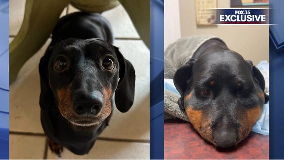 'Traumatized': Rattlesnake kills woman's dogs