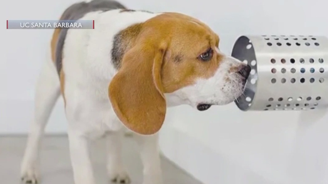 Study: Dogs detect COVID better than tests