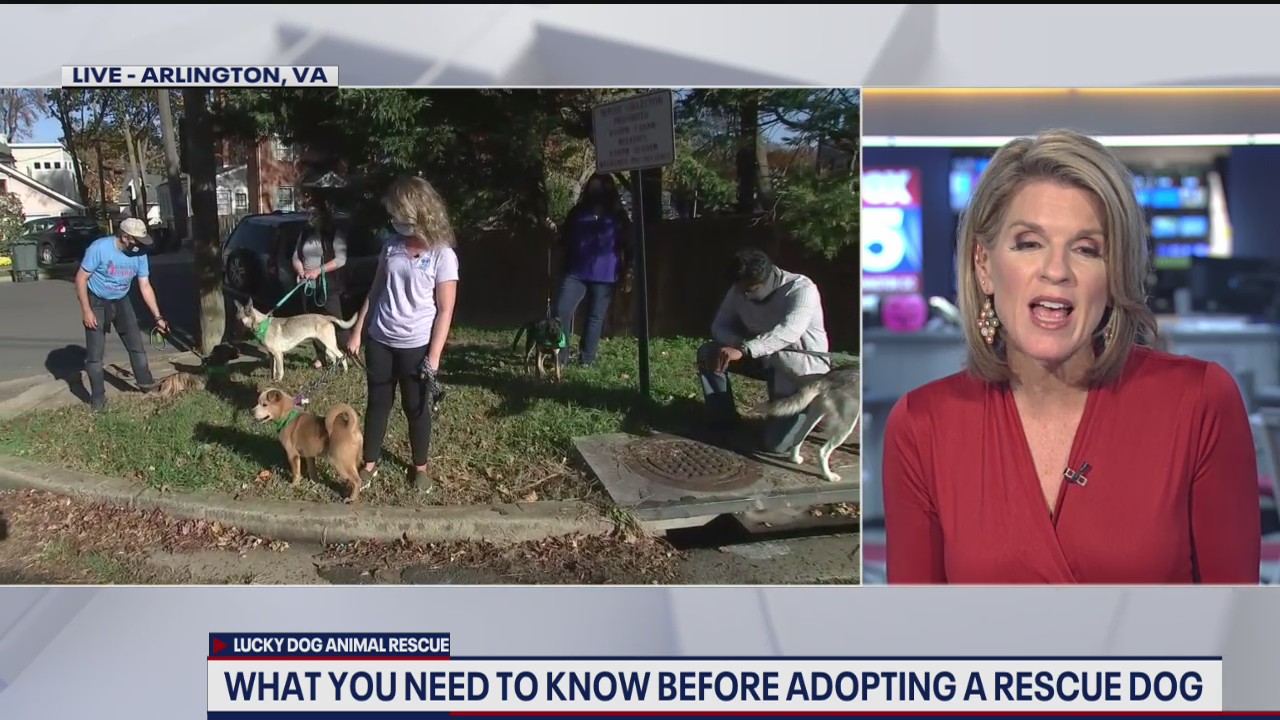 What you need to know before adopting a rescue dog