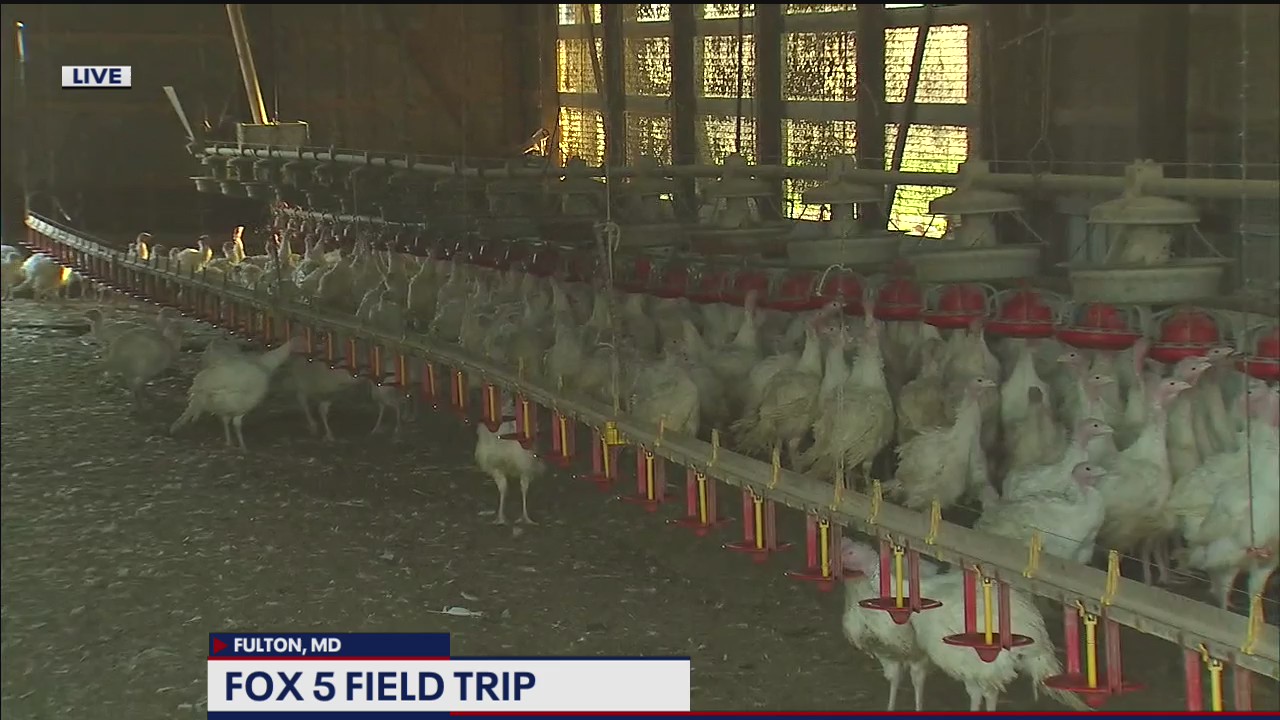 Thanksgiving preparations at the Sho Nuf Turkey Farm