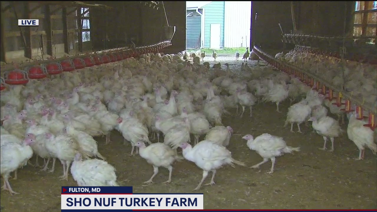 Getting ready for Thanksgiving at the Sho Nuf Turkey Farm