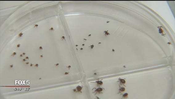 Study: Eastern Suffolk County has highest percentage of Lyme Disease-carrying ticks