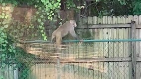 Monkey still on the loose after 2 weeks