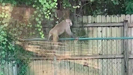 Monkey still on the loose after 2 weeks