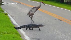Sandhill cranes helping alligator cross road