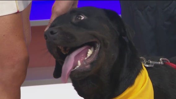 Adopt-A-Pet: Meet Poppy