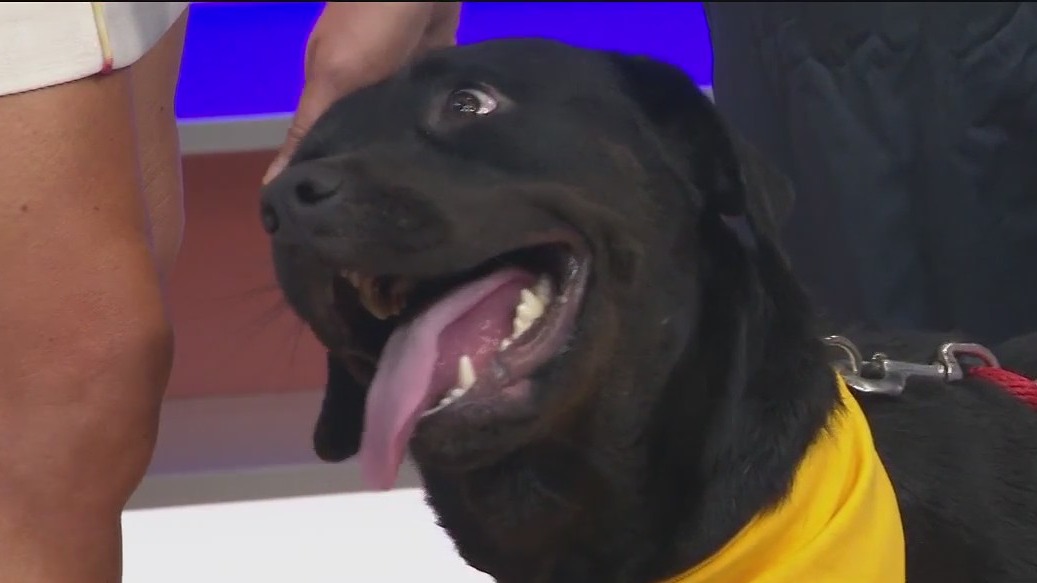 Adopt-A-Pet: Meet Poppy