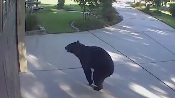 Bear breaks into backyard, drinks alcohol