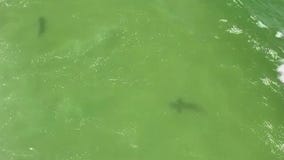 2 shark bites reported on Labor Day