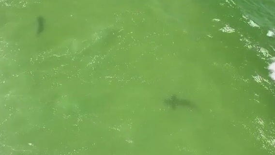 2 shark bites reported on Labor Day