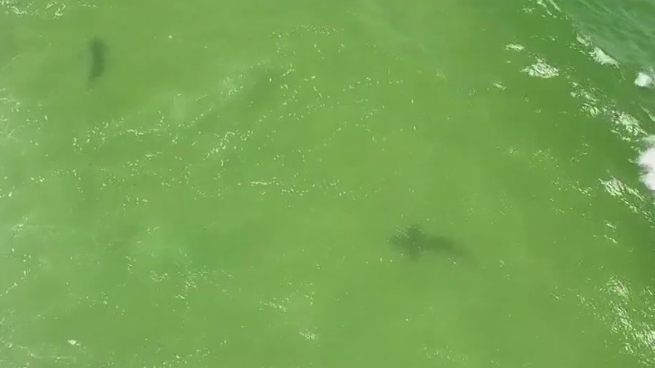 2 shark bites reported on Labor Day