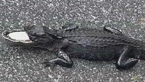 Gator missing half its mouth spotted