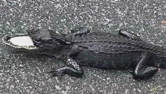 Gator missing half its mouth spotted