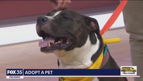 Adopt-A-Pet: Meet Draco