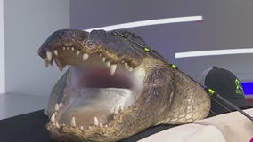 'Epic battle': Hunter captures 920-pound gator