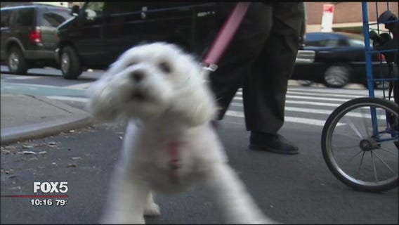 New law says firefighters not liable when saving pets from cars