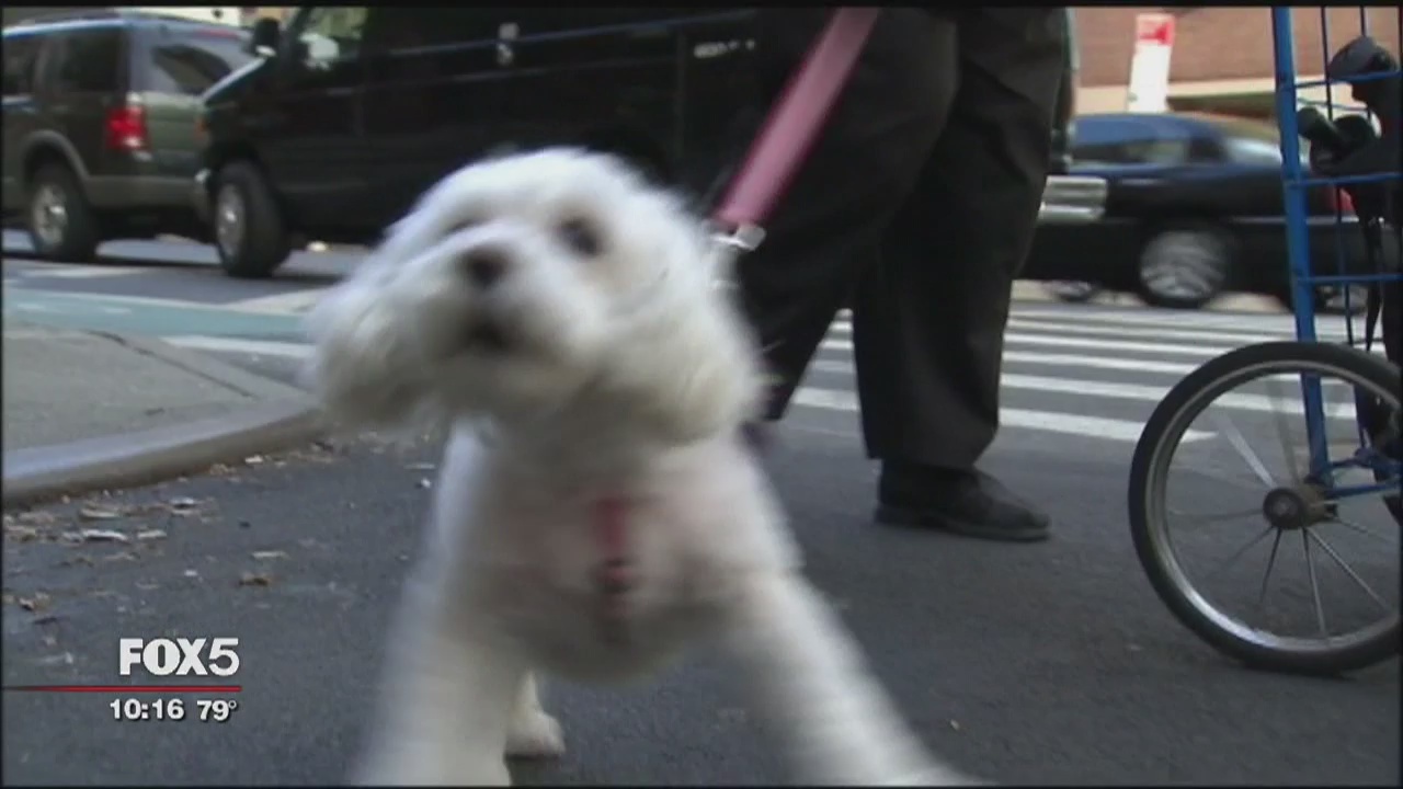 New law says firefighters not liable when saving pets from cars