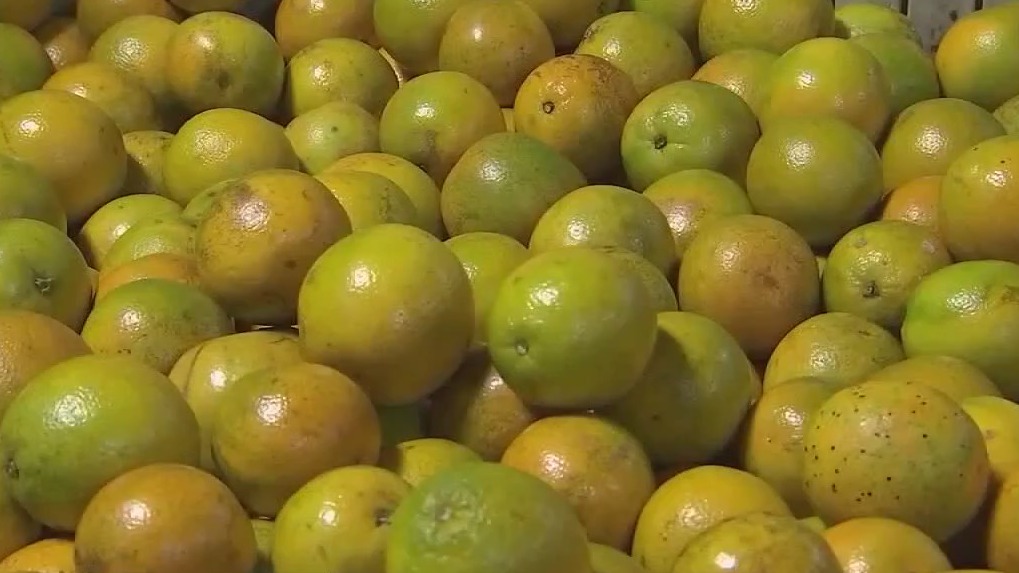 Citrus production struggling in Florida