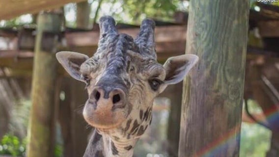 Beloved giraffe dies at Brevard Zoo