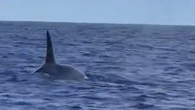Killer whales spotted off Florida coast