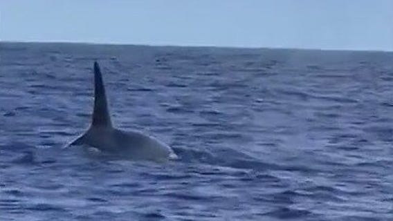 Killer whales spotted off Florida coast