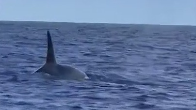 Killer whales spotted off Florida coast