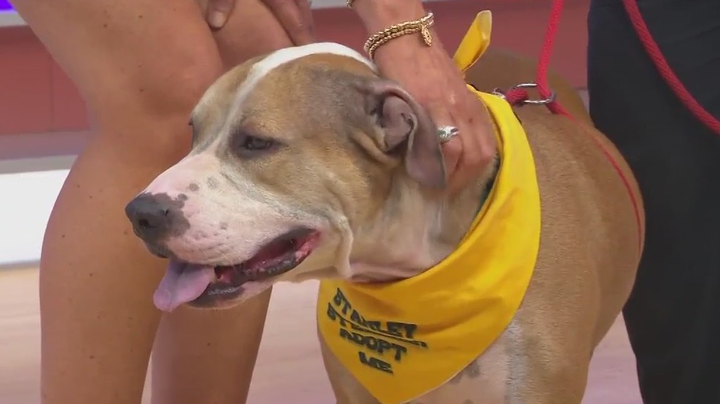 Adopt-A-Pet: Meet Gemini