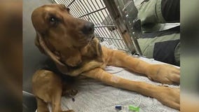 Police K9 bitten by snake during training