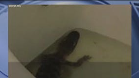 Woman steals gator from her job
