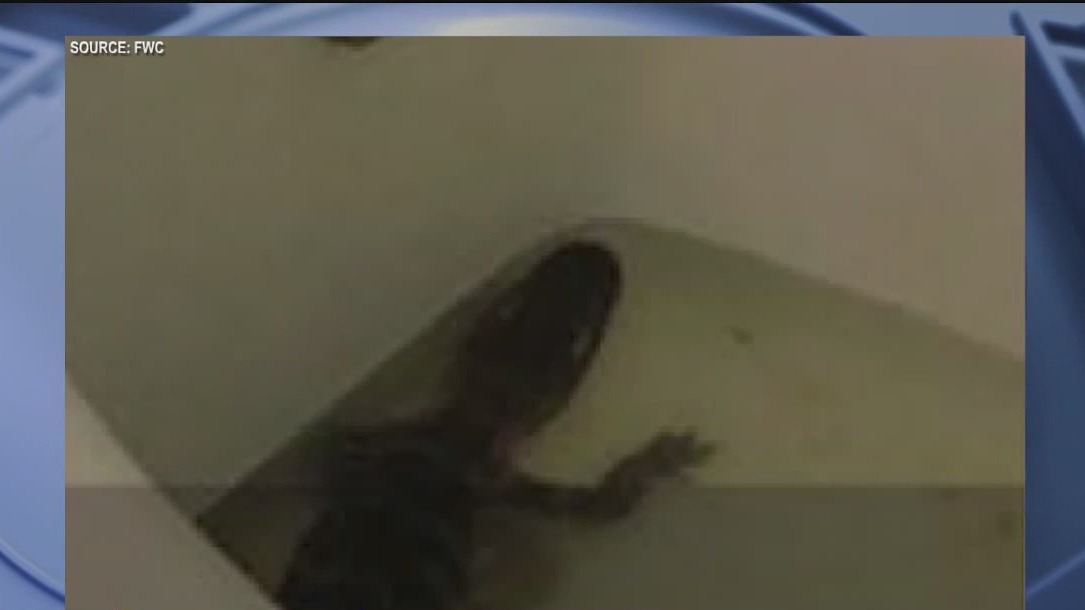 Woman steals gator from her job