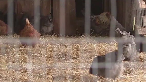 AI allows researchers to understand chickens