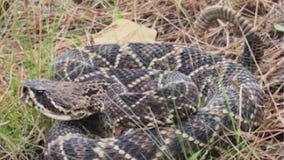 Amazon driver bitten by rattlesnake