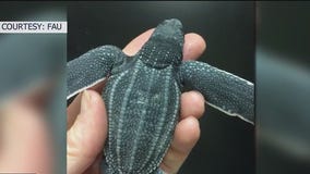 Sand too hot for leatherback sea turtles