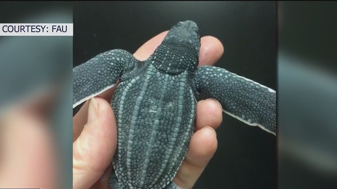 Sand too hot for leatherback sea turtles