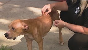 26 dogs, 13 cats rescued from home