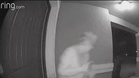 Bears getting comfortable in Central Florida