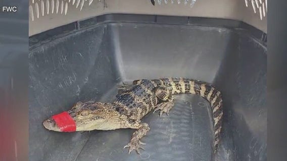 Woman 'borrowed' alligator for birthday pics