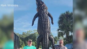 13-foot alligator caught in Central Florida lake
