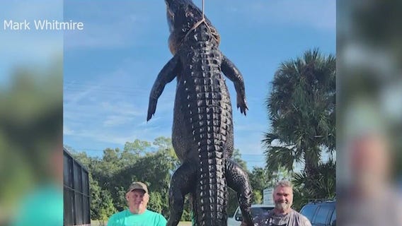 13-foot alligator caught in Central Florida lake