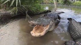 What to do when you encounter an alligator