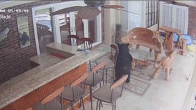 3-legged bear returns to another home