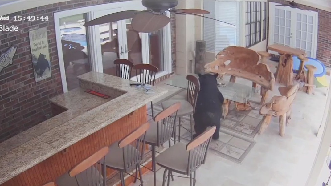 3-legged bear returns to another home