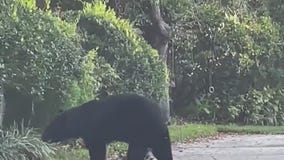 Florida sheriff calls for bear hunt
