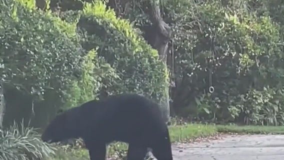 Florida sheriff calls for bear hunt