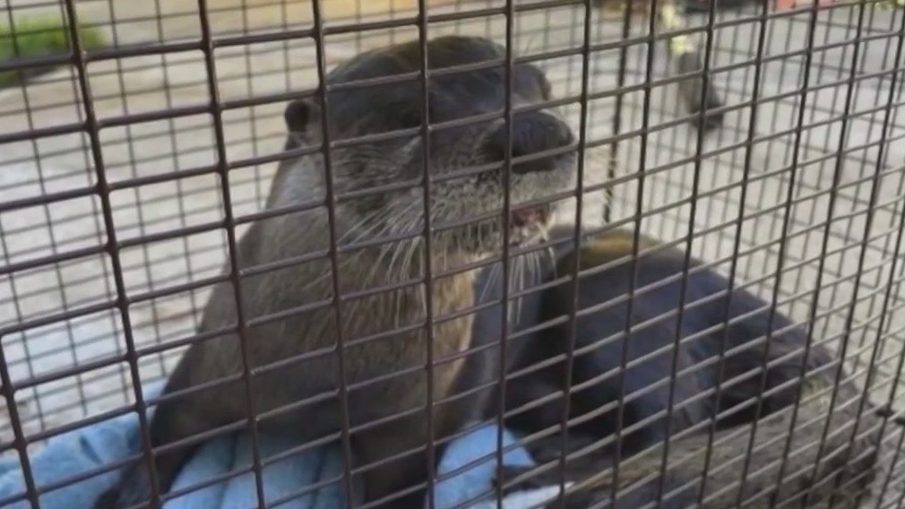 Florida man attacked by rabid river otter
