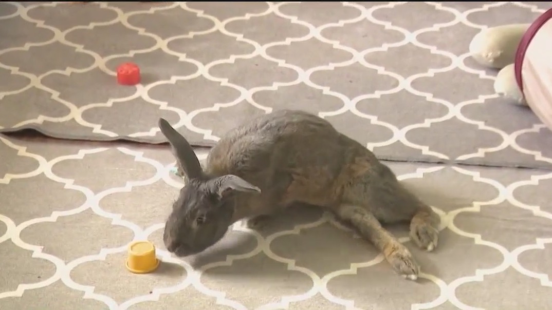 Pet bunnies are being dumped around Brevard