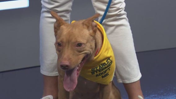 Adopt-A-Pet: Clementine