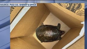 Turtle caught 'jaywalking' in Polk Co