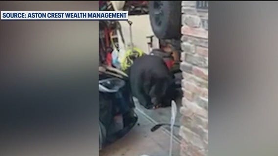 Chunky bear grabs lunch inside garage